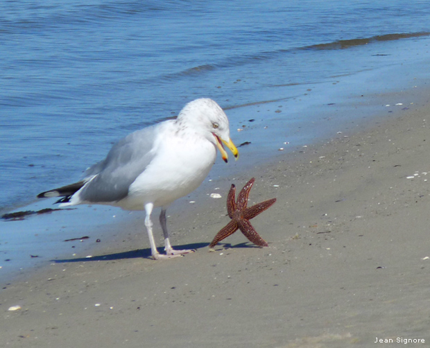 starfish runs from seagull, starfish picture, seagull pictures, funny animal pictures, spongebob, patrick