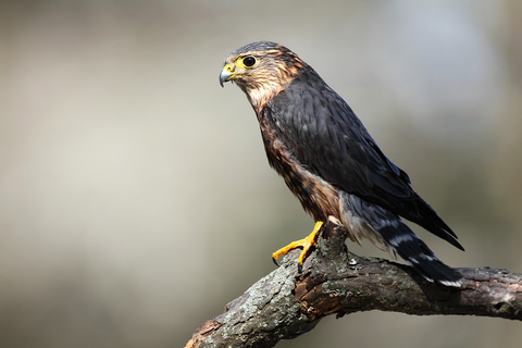 merlin