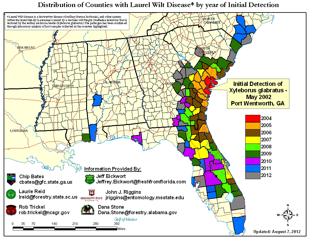 in only ten years it is estimated that laurel wilt has killed more than a million trees in the lauraceae plant family in the southeastern usa in only ten years it is estimated that laurel wilt has killed more than a million trees in the lauraceae plant family in the southeastern usa