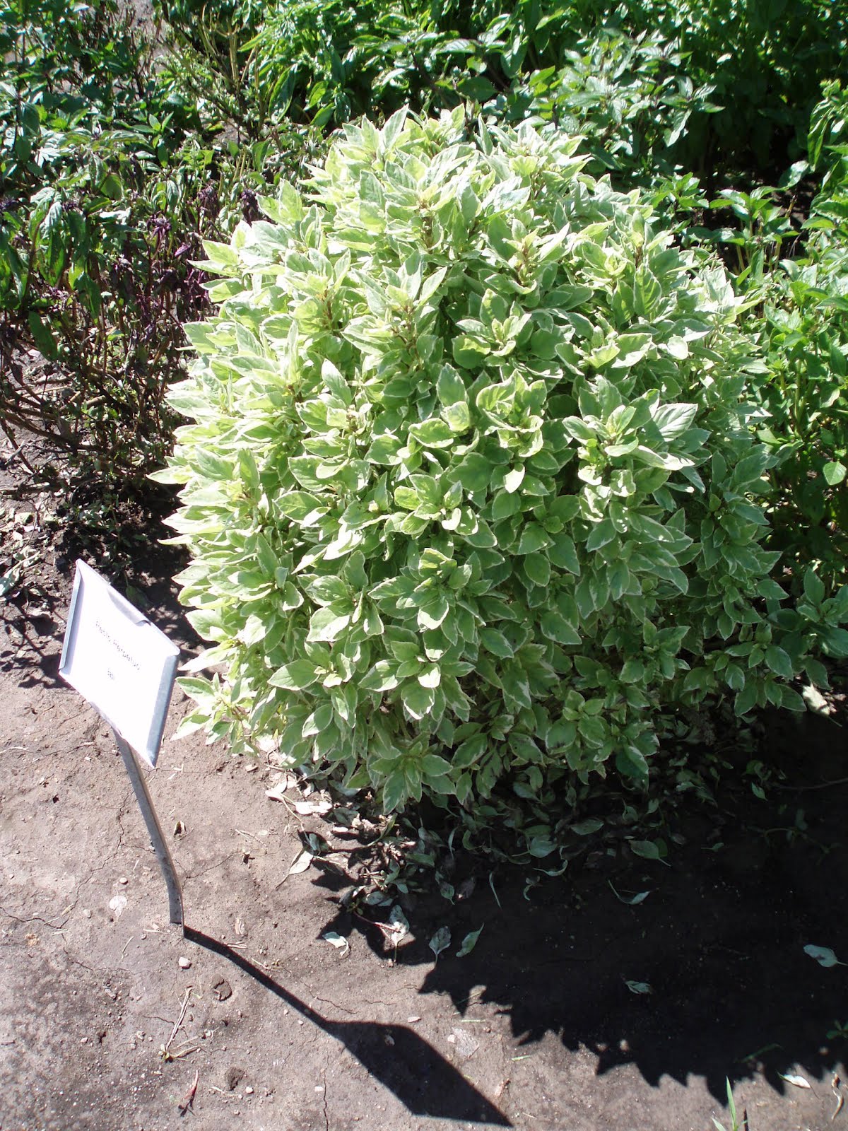 Rotary Botanical Gardens Hort Blog The Ornamental Side Of Basil