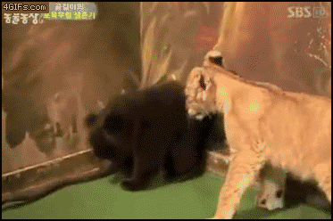 panda got scared of tiger funny gif