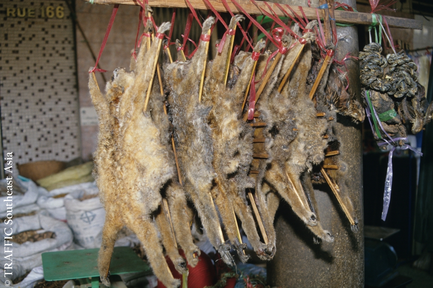 Loris For Sale