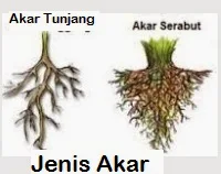 Akar pohon yang kuat dan dalam di hutan tropis