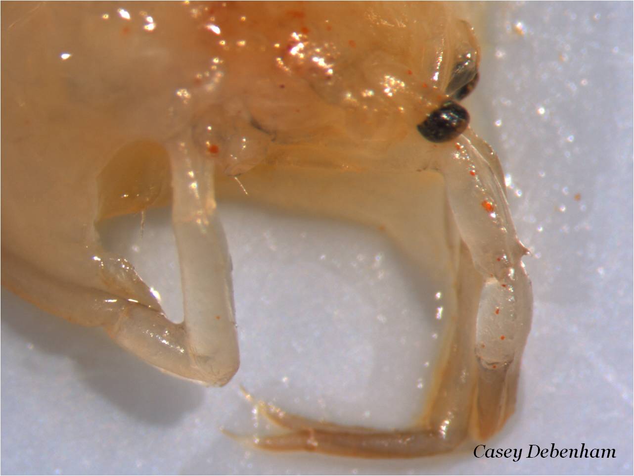 snow crab love micro