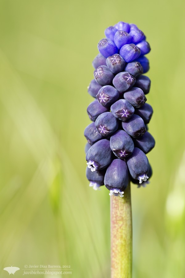 Flor de ajo Flor de ajo