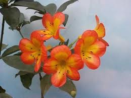 What Grows There Coppicing Renewal Pruning For Old Rhododendrons