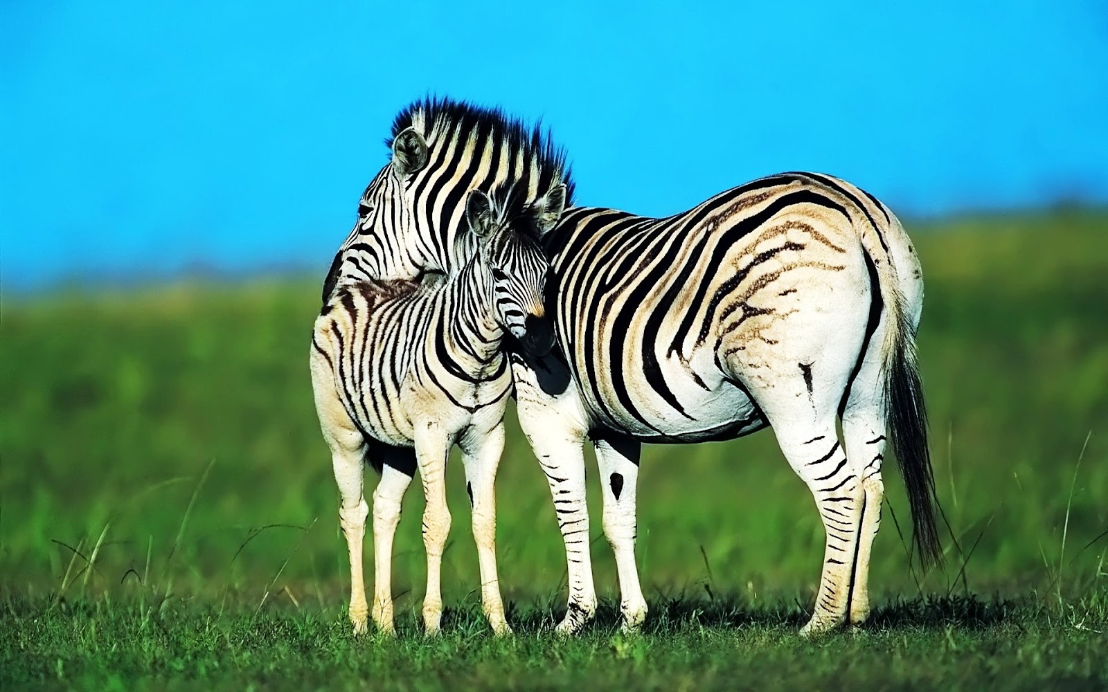 Most Cute And Dashing Zebra Wallpapers In HD - Wallpapers ...