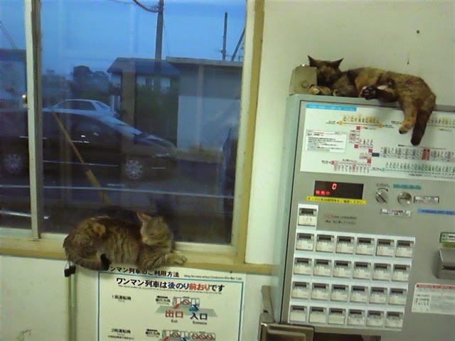 桃山日記 川島駅の駅猫に入り婿が来た