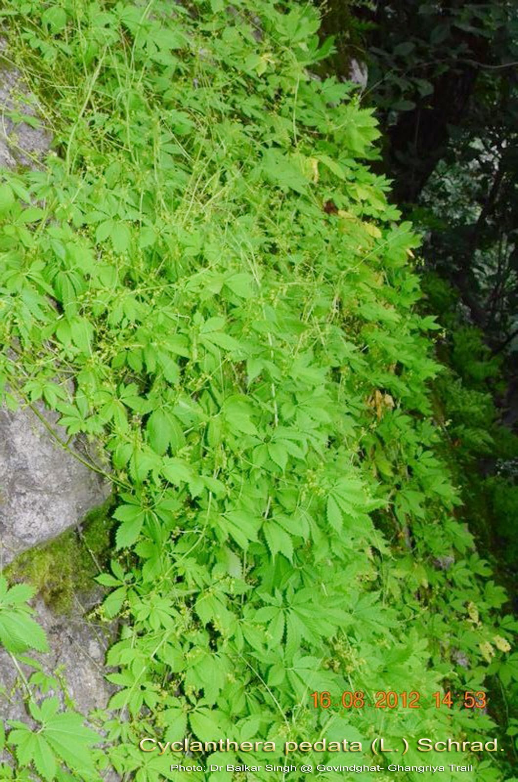 Medicinal Plants Cyclanthera pedata
