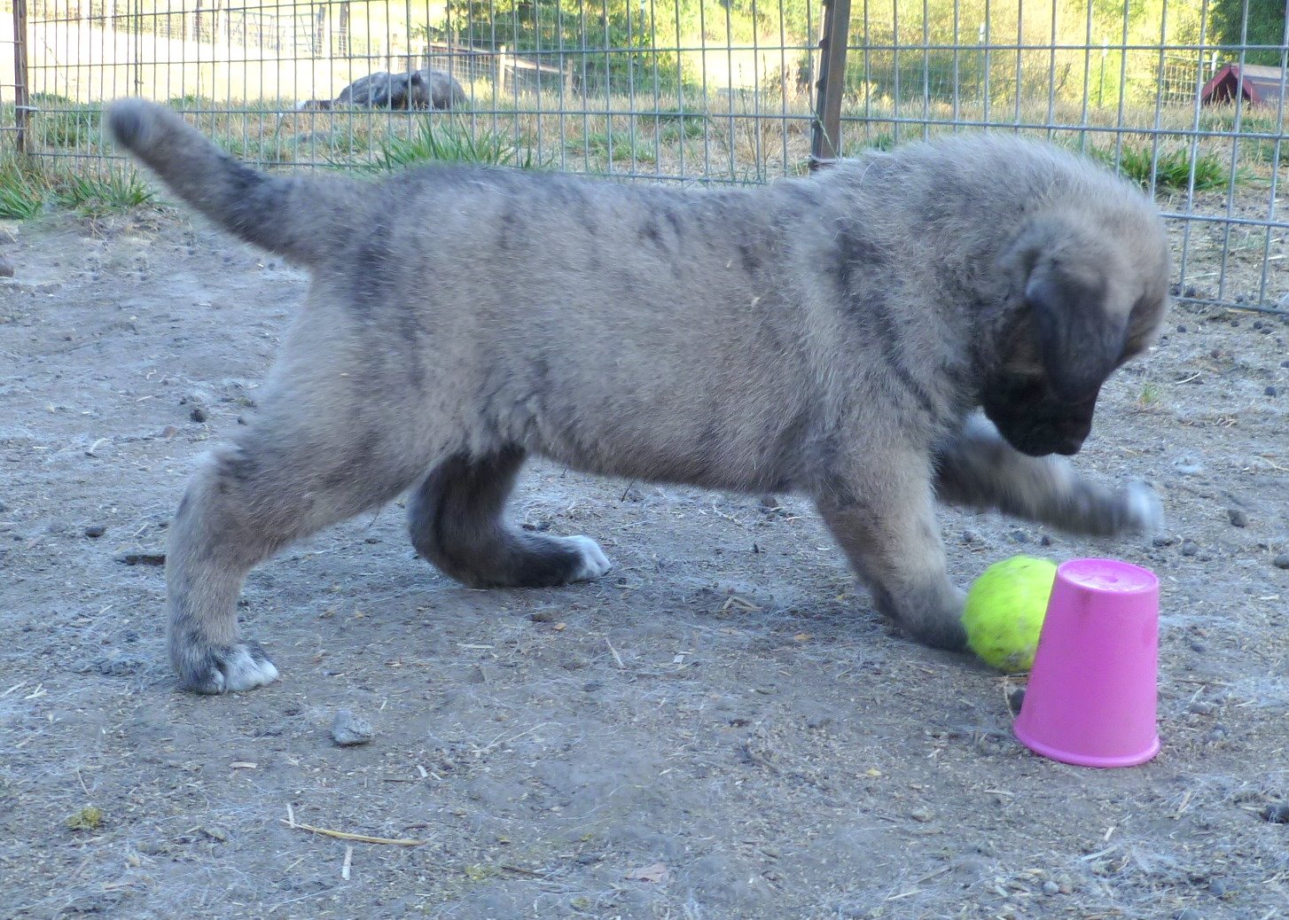 Shepherds Rest Farm Anatolian Shepherd Puppies at Play