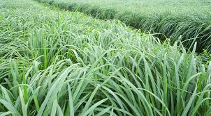 CHỮA VIÊM DA DẦU VIÊM DA TIẾT BÃ BẰNG THUỐC NAM