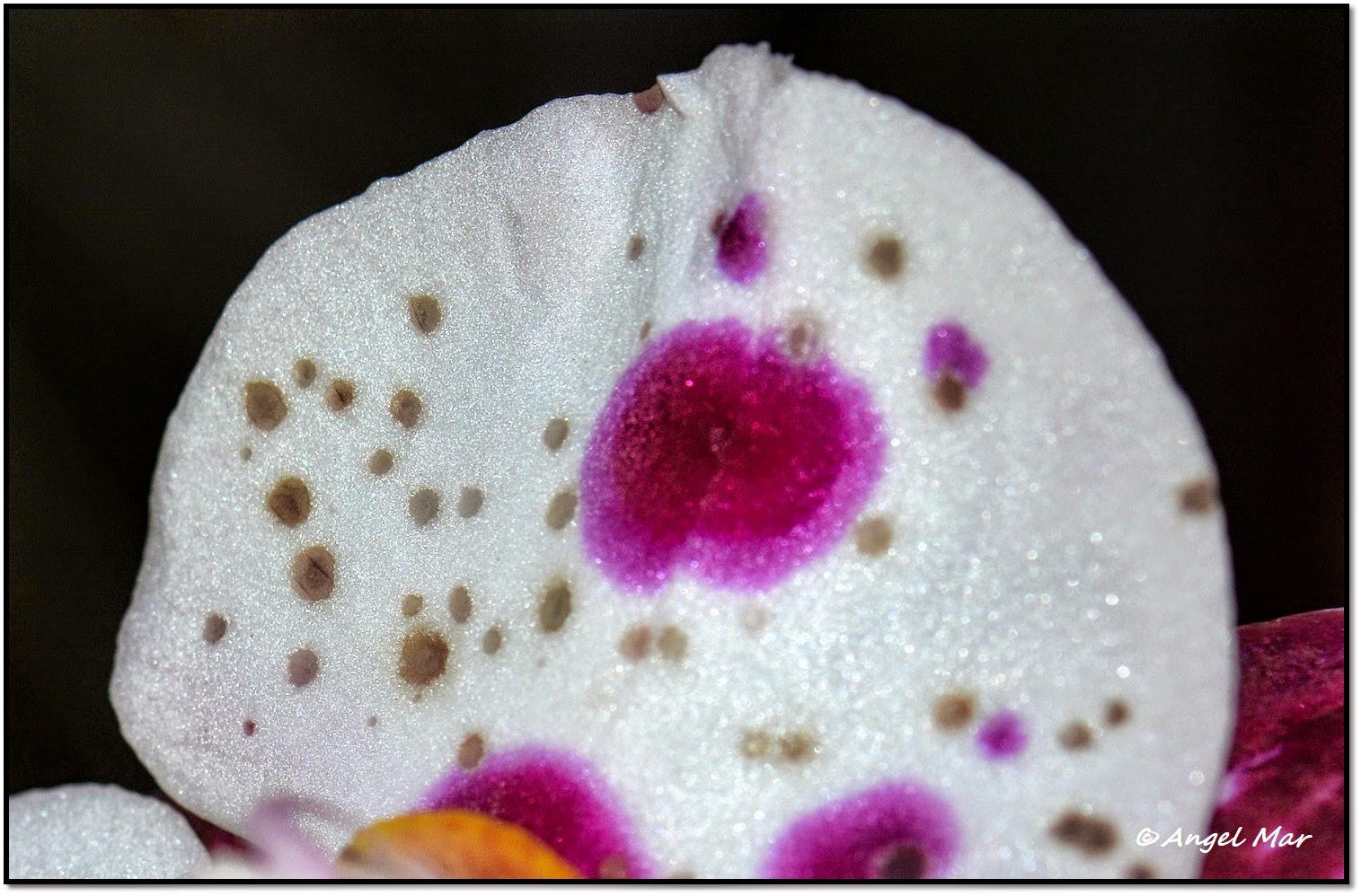 Orquídeas Blog de Angel Mar Botrytis cinerea en orquídeas (Tiempo de prevenir la aparición de