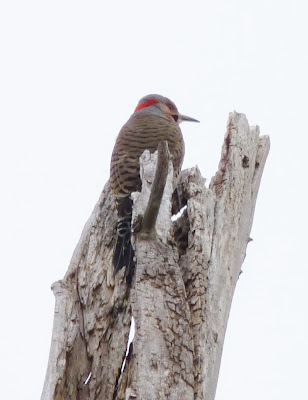 flicker