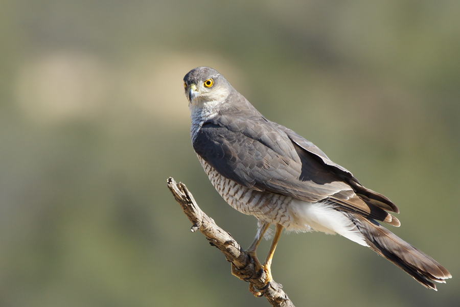 Pasión por las aves Gavilán común,(Accipiter nisus)