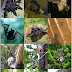Bat-Eating Spiders thumbnail
