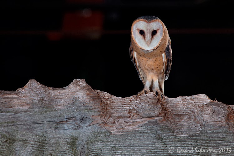 Gerard Schouten Nature Photography Barn Owl I