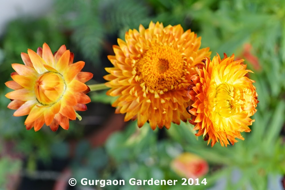Gurgaon Gardener Strawflower, Everlasting Flower