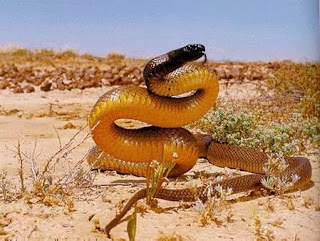 El tratamiento de la parálisis a las lesiones de la columna vertebral
