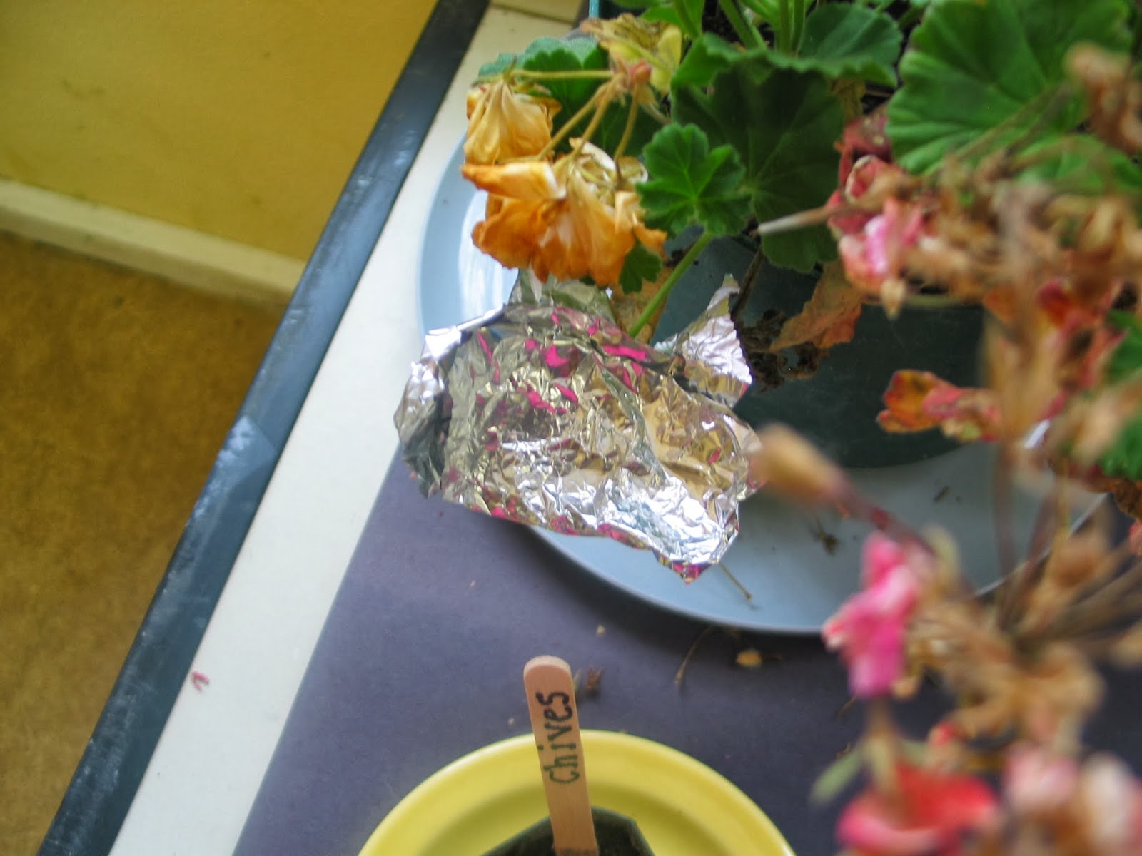 Learning in Place Plant Experiments