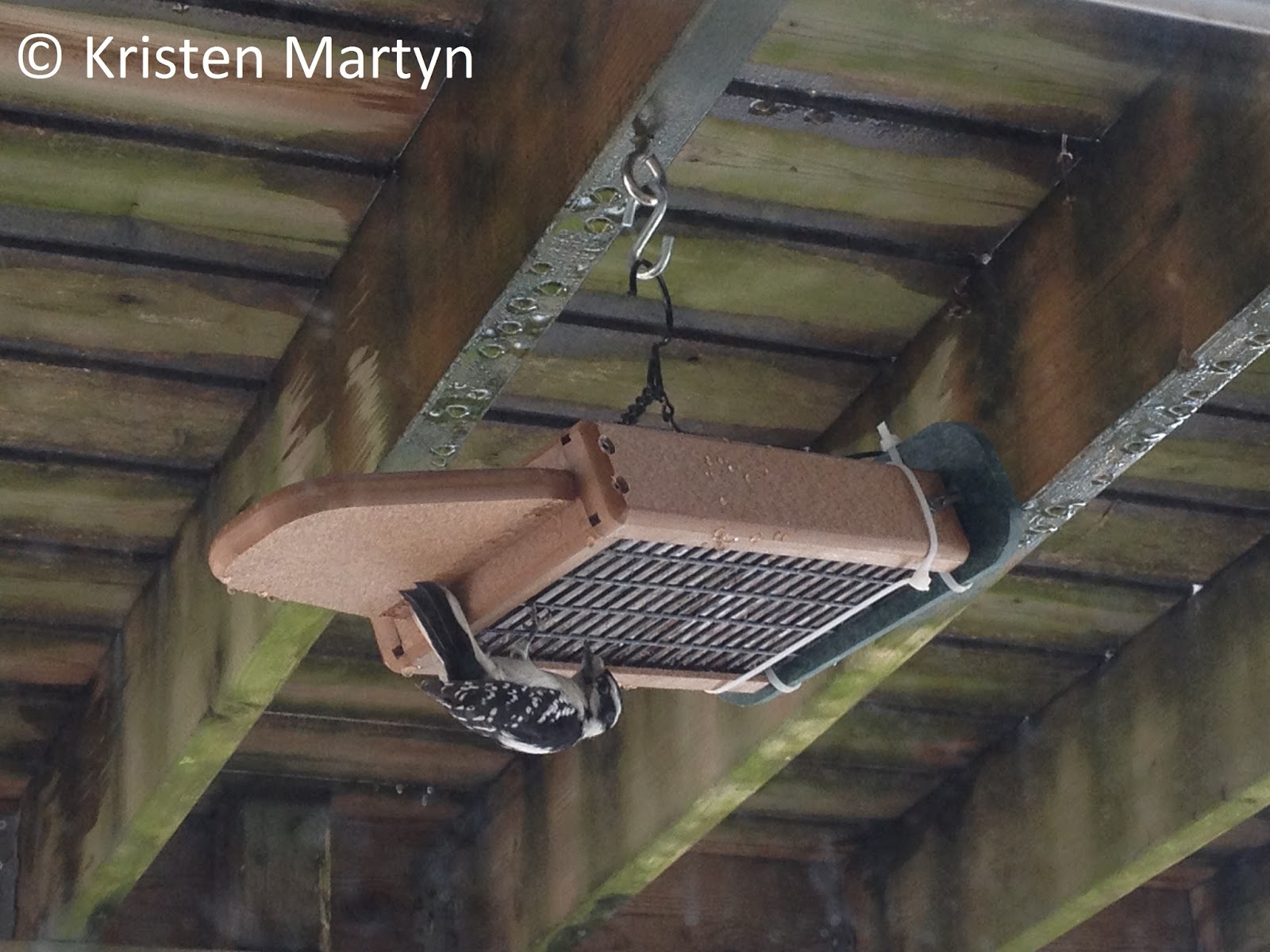 DIY Upside Down Suet Feeder Nature Notes Blog