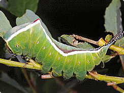 puss moth