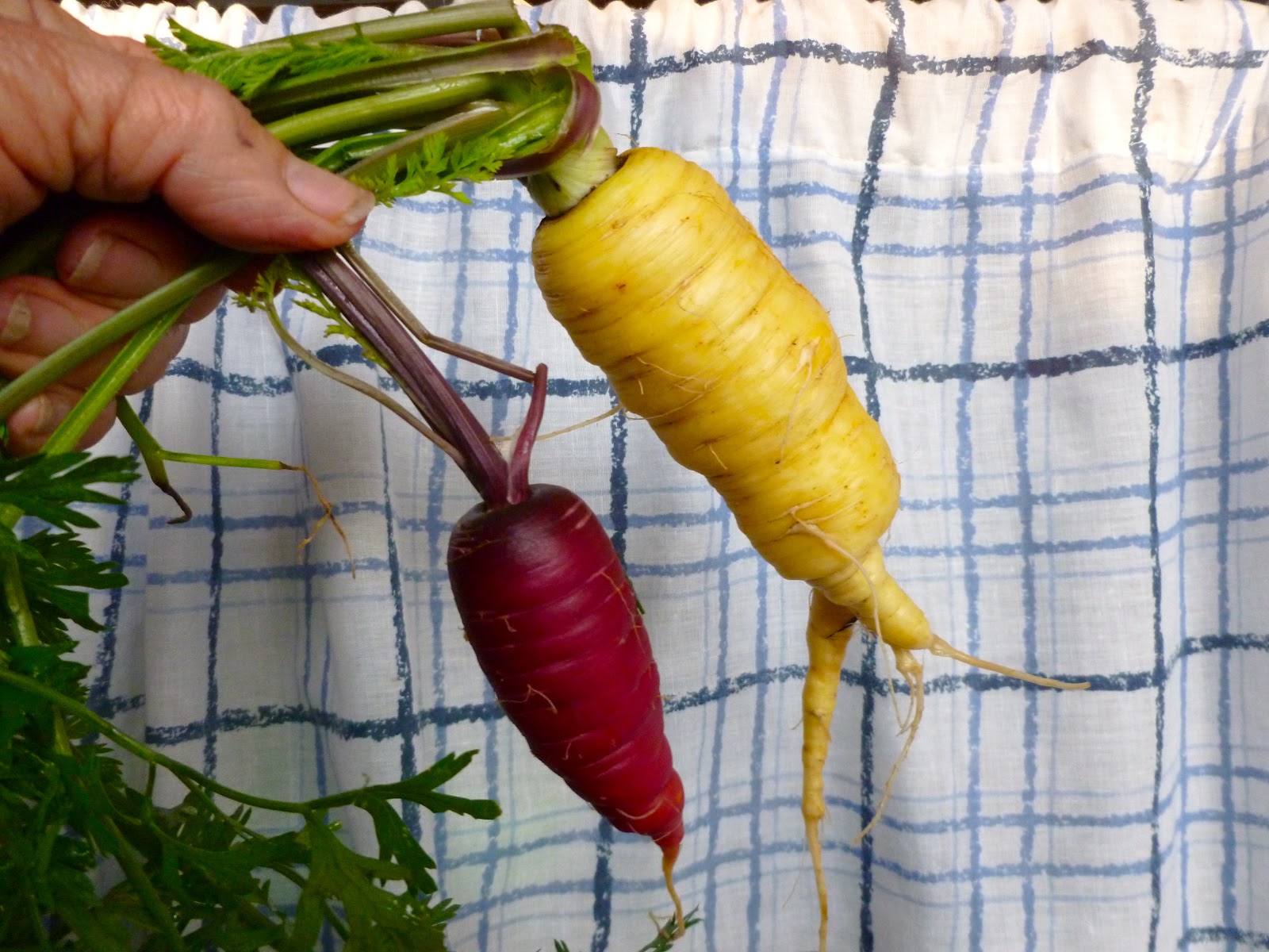 60 Years of Making Art crazy carrots