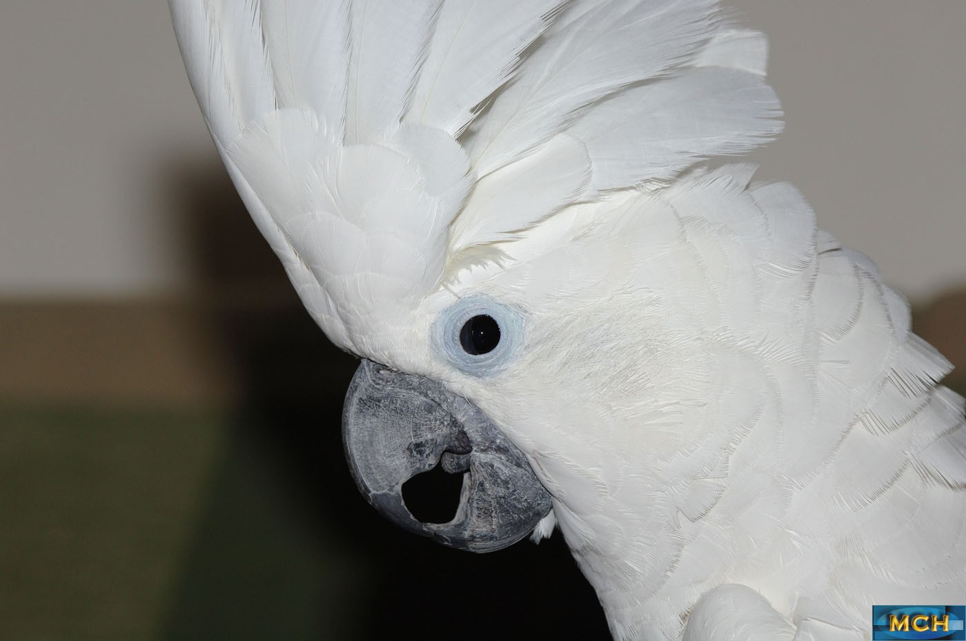 Umbrella Cockatoo
