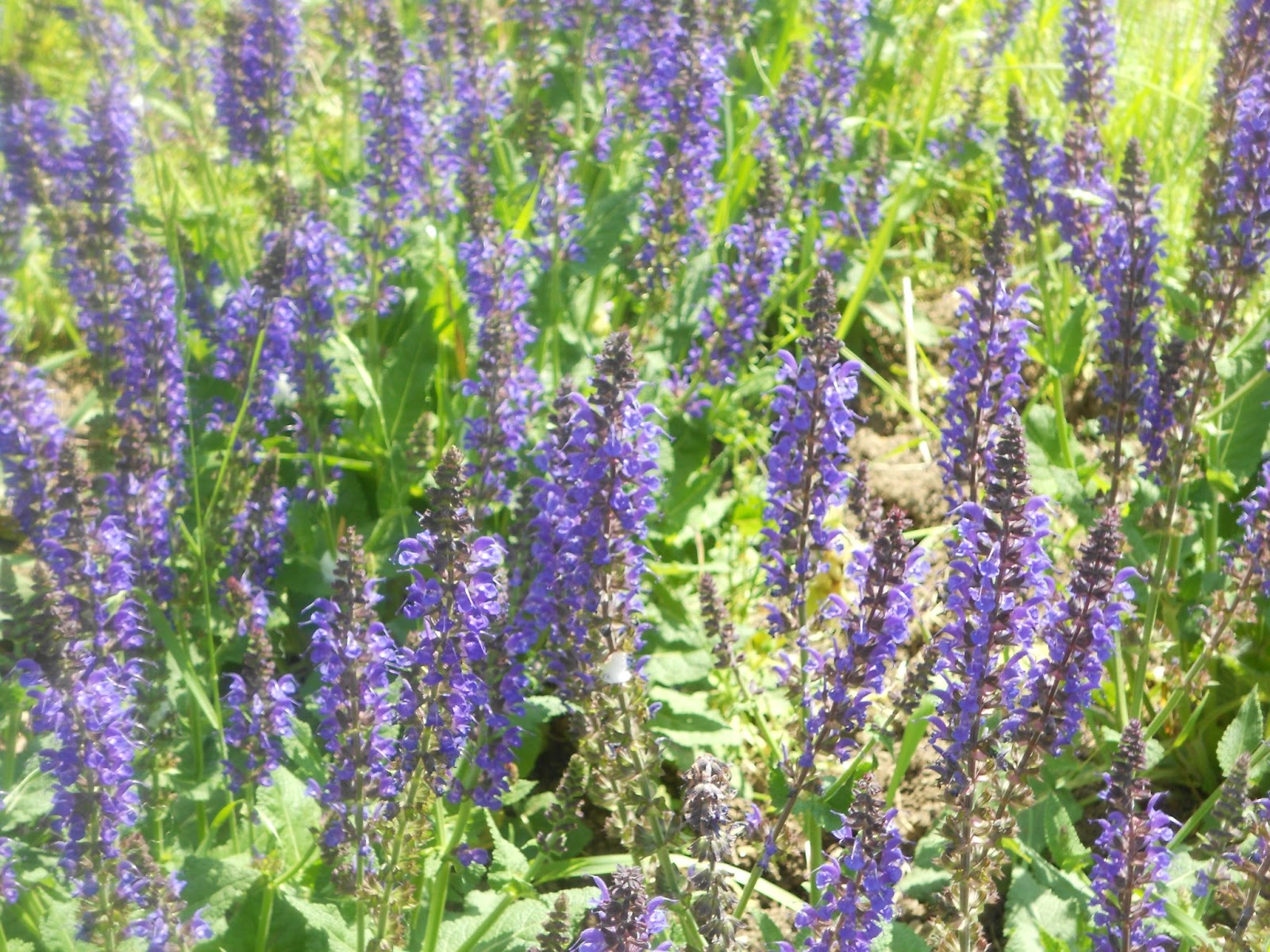 Lara's Lovely Creations Capriland's Herb Farm in Coventry,CT