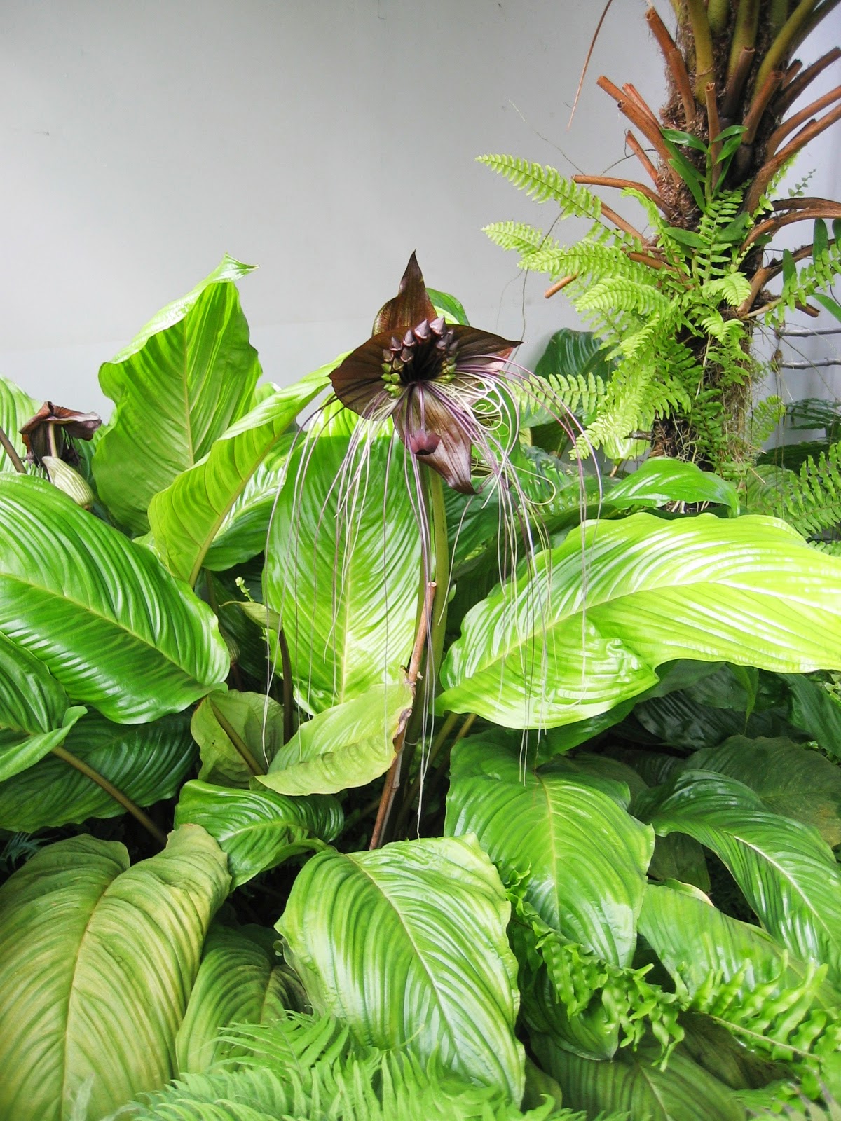 Peces y plantas ornamentales: Tacca chantrieri - Flor murciélago