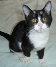 Pictures Of Ring Worms On Cats Pictures Of Ring Worms On Cats