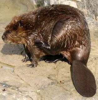 Castor rascándose el cuerpo Castor rascándose el cuerpo