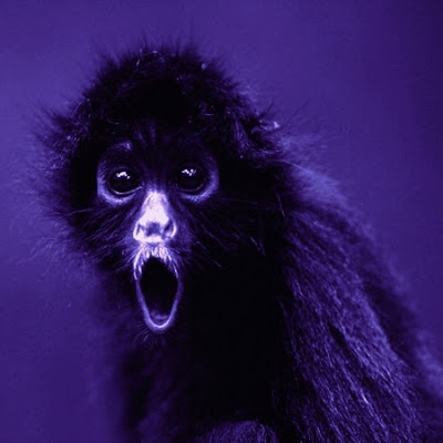 Who Needs A Monkey? Who Needs A Monkey?
