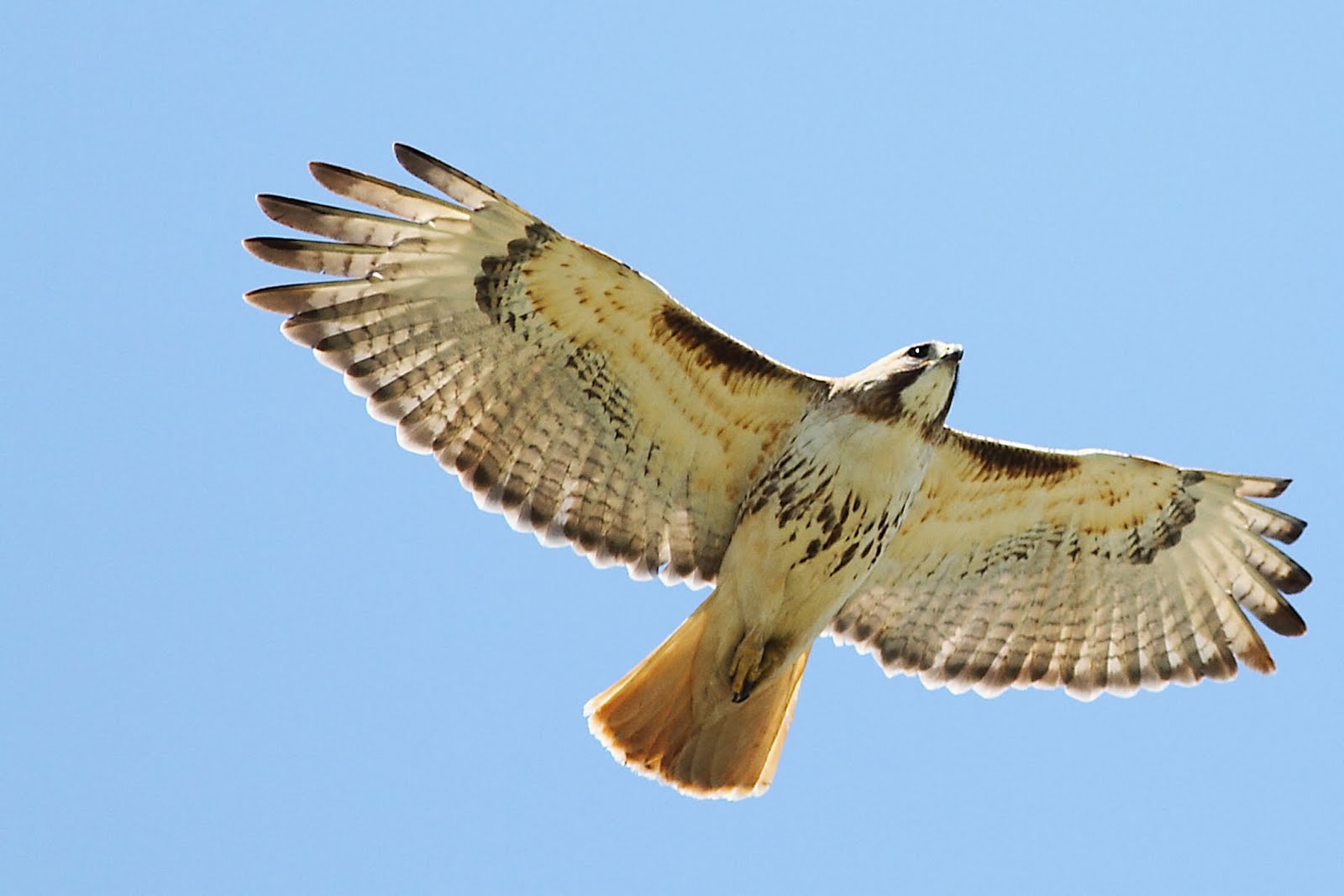 Red-Tailed Hawks of Wexford: Red-Tailed hawk soaring fast June 3 2011