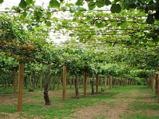 Kebun Tanaman Buah Kiwi Kebun Tanaman Buah Kiwi