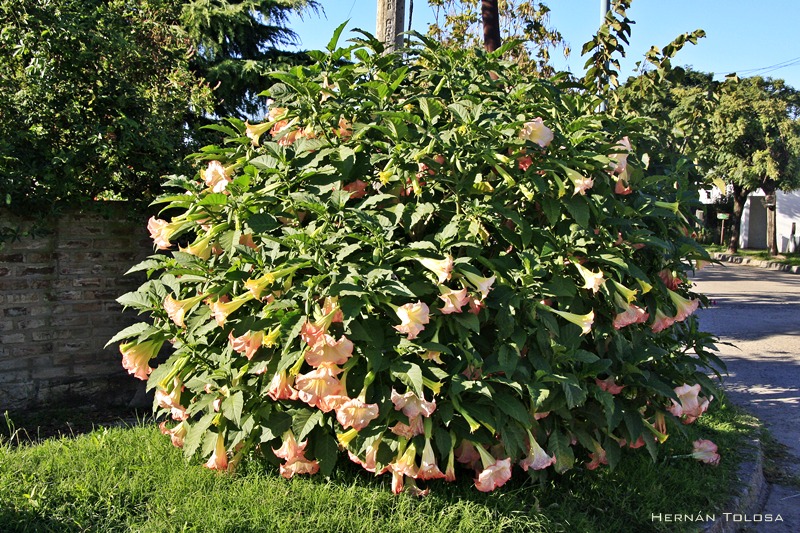 Opiniones de floripon