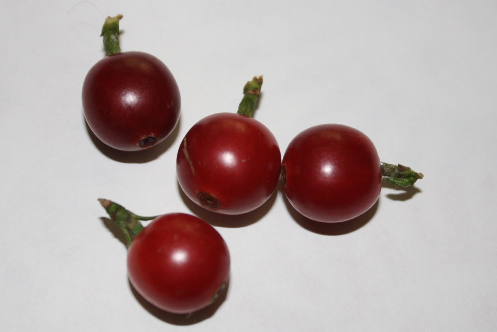 the great fruit hunt coffee berries / coffee cherries