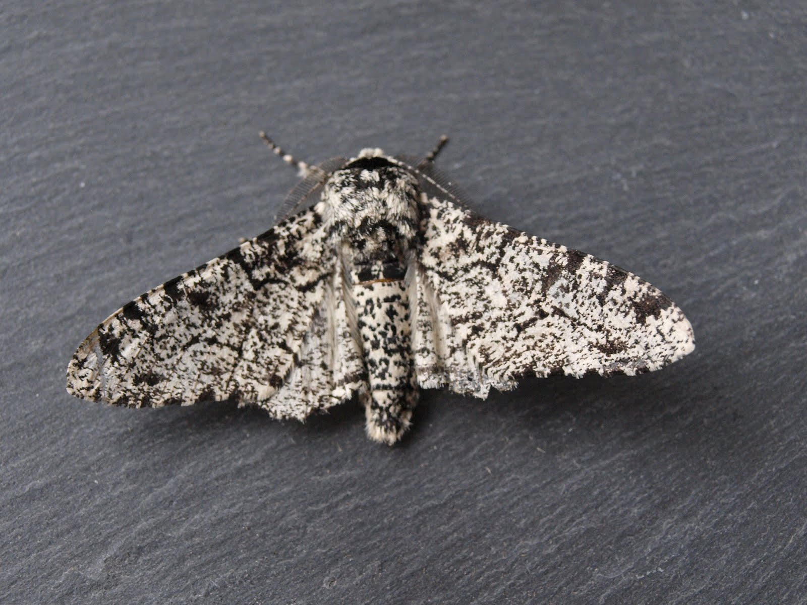 Peppered Moth Natural Selection Example Peppered Moth Natural Selection Example