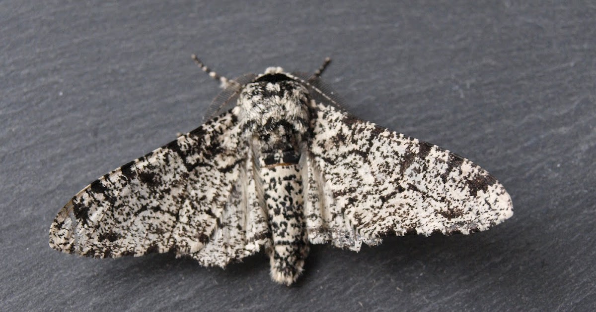Peppered Moths Natural Selection Example Peppered Moths Natural Selection Example