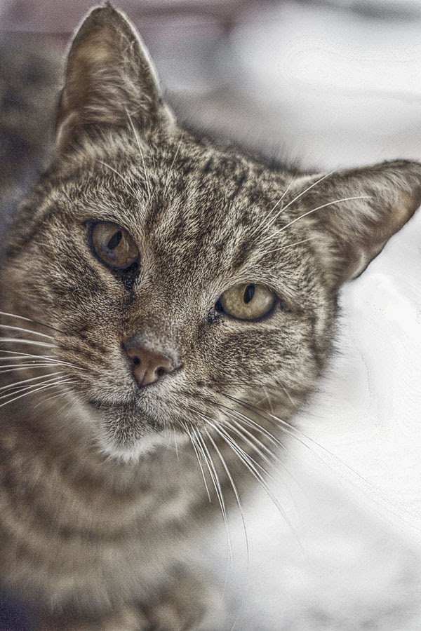 Enhancing Photographic Detail In Photoshop With The High Pass Filter - How To Enhancing Photographic Detail In Photoshop With The High Pass Filter - How To