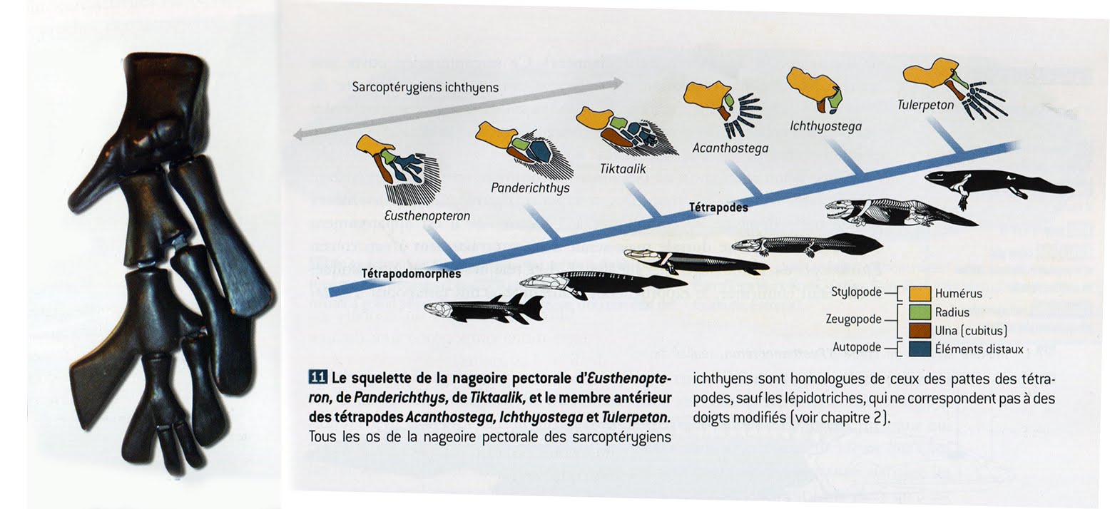 Furahan Biology and Allied Matters September 2012