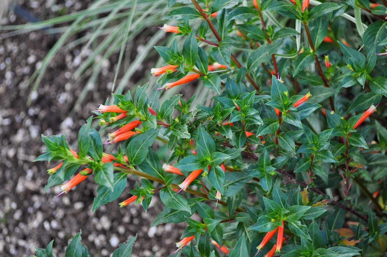 COHorts CSU “Best Of” Annuals for 2014