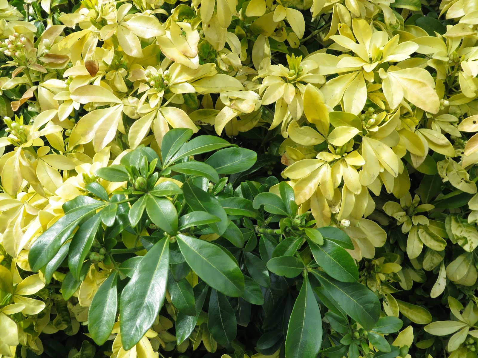 Forget Me Not Floral Events Bright Yellow Wedding