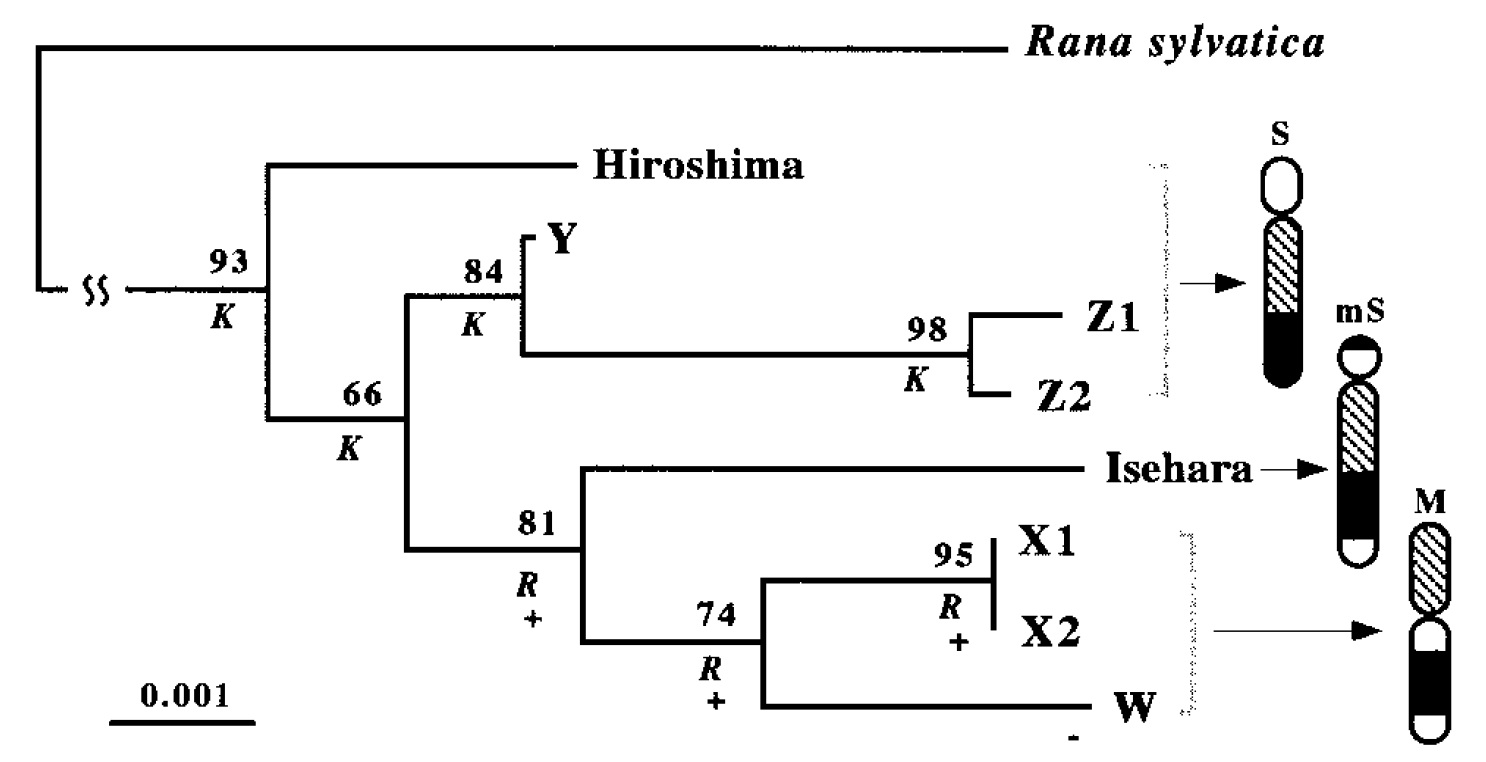 Molecular Evolution Forum Changes of the XY and ZW Chromosomal Systems
