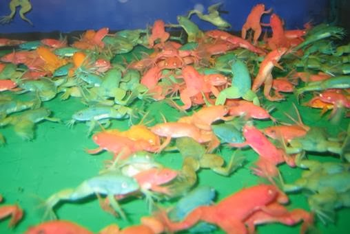 How do you care for an African Clawed frog?