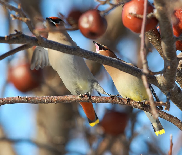 What would the Waxwing birds think of Icarus? - Cranbrook Daily Townsman