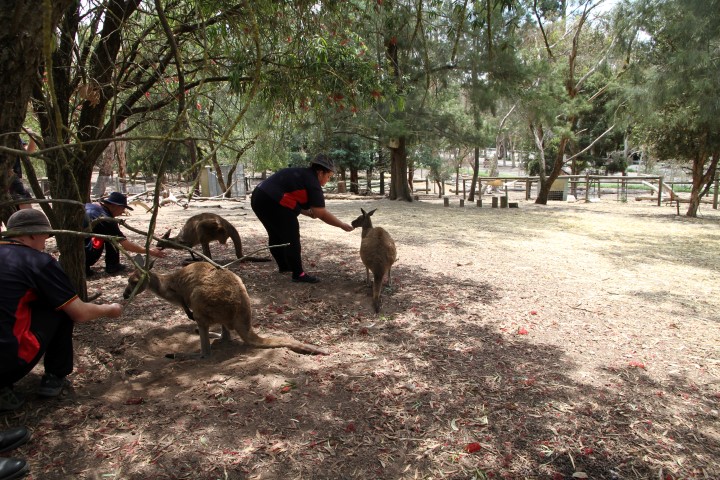 We enjoyed feeding the wallabies and kangaroos