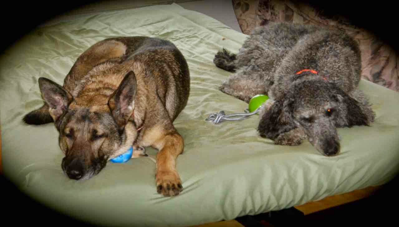 Can Bed Bug Sniffing Dogs Be Wrong