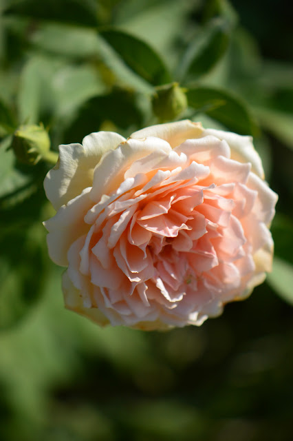 Rose "Crown Princess Margareta", amy myers photography, small sunny garden, david austin rose, desert