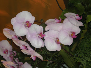 orchid 024