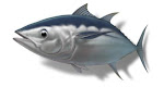 Tuna